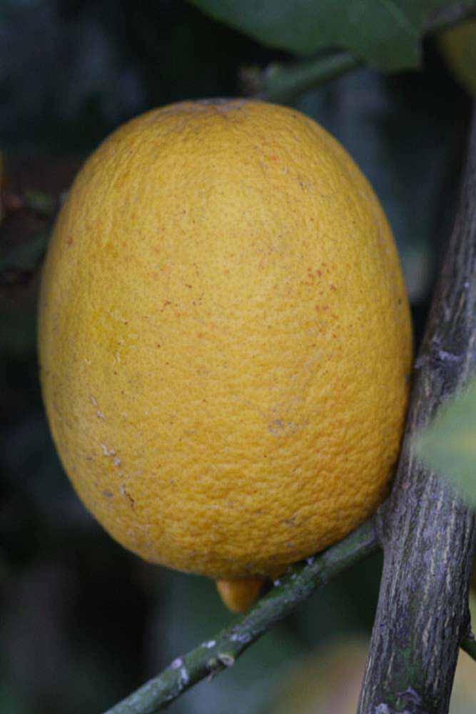            Fruit (Egyptian, Riverside, CA)   